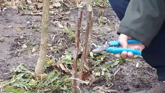 Окулировка часть 2: прививка прижилась - что делать дальше