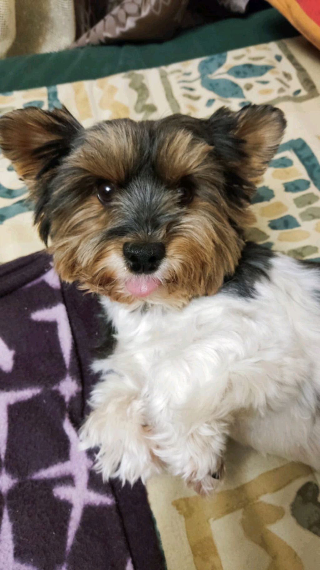 Я ВЫЗВАЛА ПУШКИНА