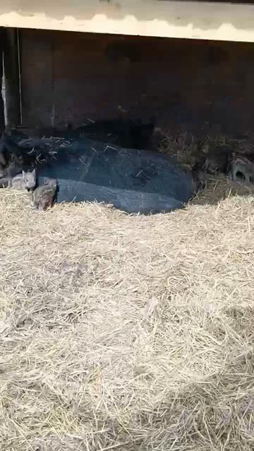 Охота на Кабана