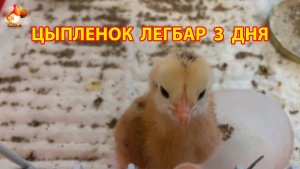 Цыпленок Легбар 3 дня одиноко живет в клетке 🐤