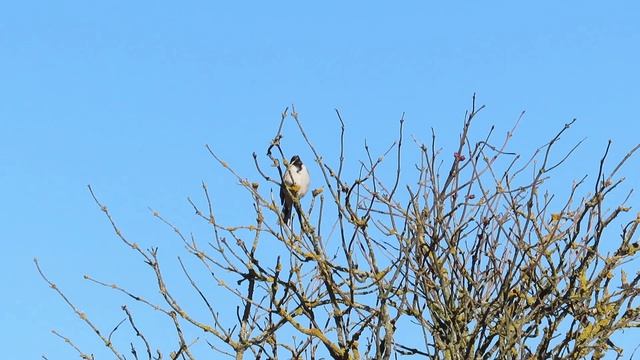 2 апреля 2026 на Ижоре