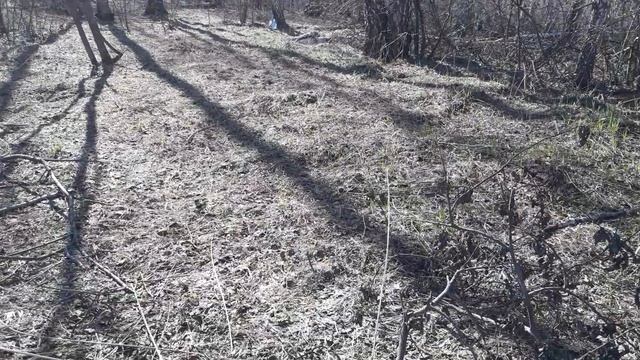 29 апреля на лесной пасеке