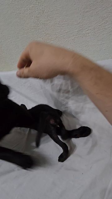 Растём. Ориентальный котенок. От классики и экстрима. Мать и сын