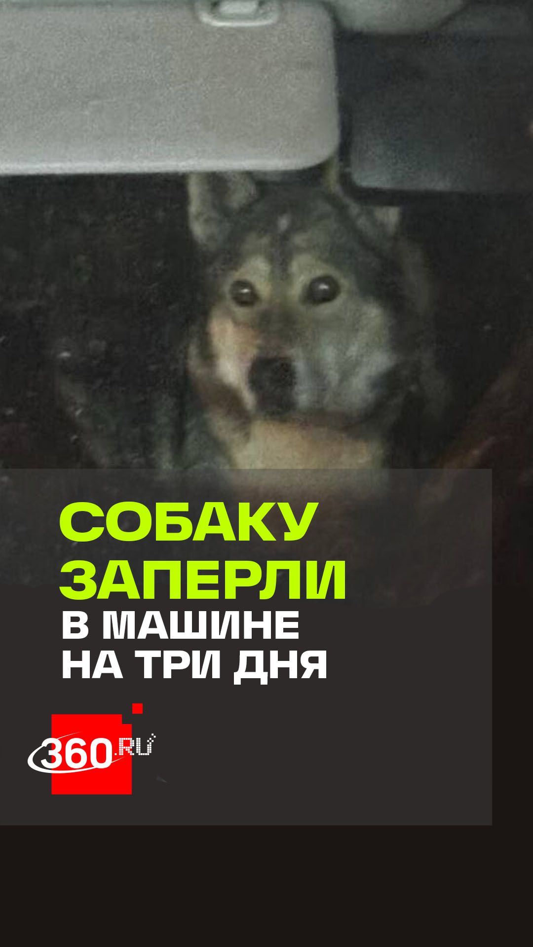 В Красноярске жители ЖК пожаловались на соседа, который три дня держит собаку запертой в машине