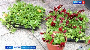 Вести Санкт-Петербург. Выпуск 08.35 от 29.04.2026