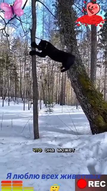 Животные-приколы и не только😉😅