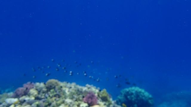 Риф в Сенсатори-1. Шарм эль Шейх