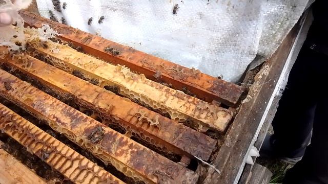 Лесной облётник