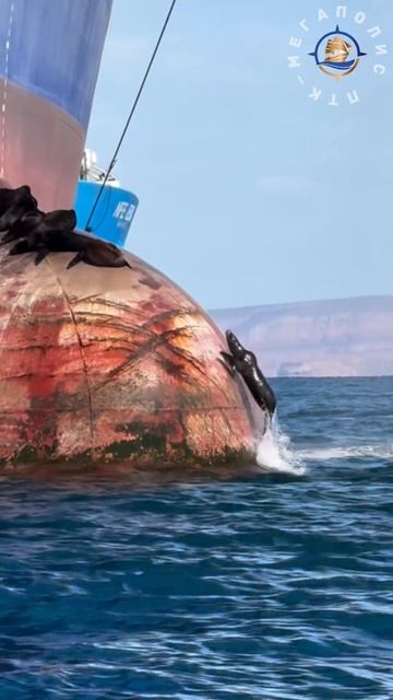 Морские львы греются на солнышке