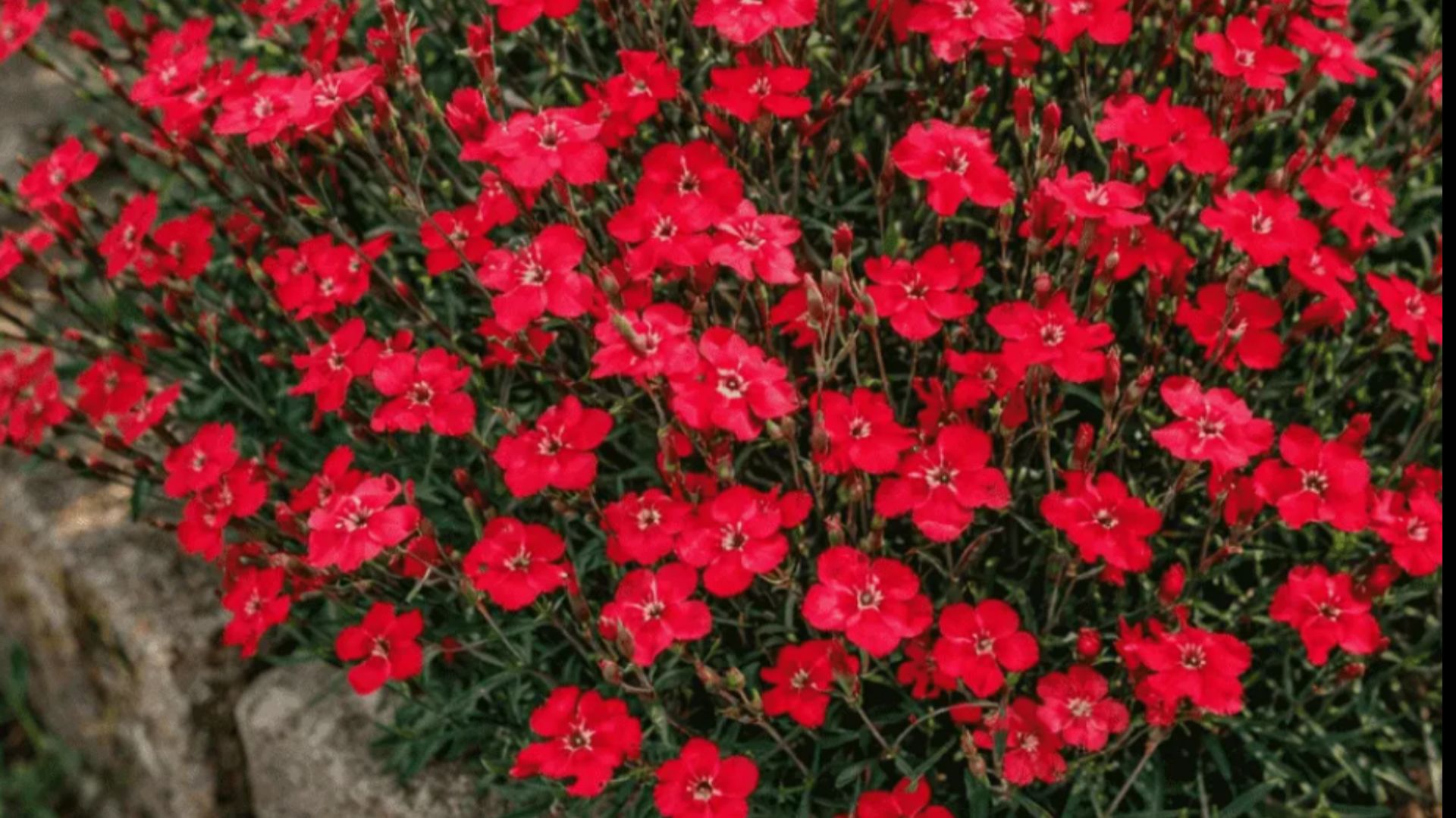 Посадите вместо шиловидного флокса! Неприхотливый многолетник для солнечных мест в саду