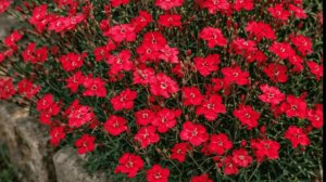 Посадите вместо шиловидного флокса! Неприхотливый многолетник для солнечных мест в саду