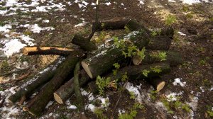 Следы снежного урагана