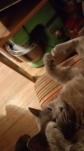 Любовь кошек...