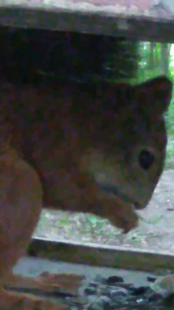 парковая белка пришла поесть семена подсолнечника