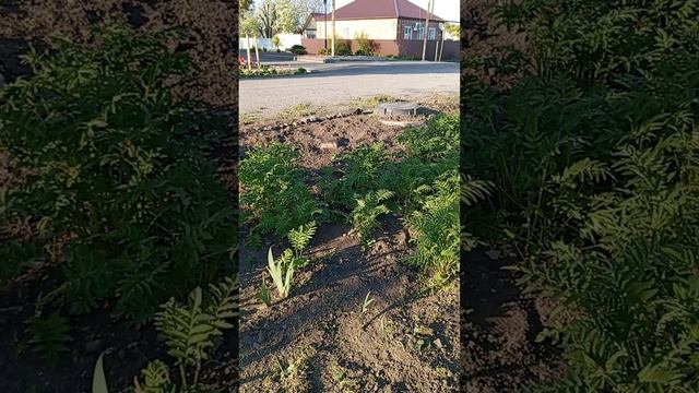 1000104361.mp4навожу на грядки красоту