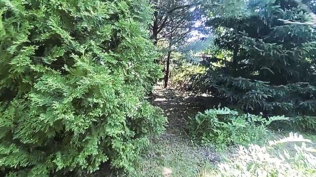 АлександровкаДачаНа природе