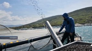 По объему производства форели Геленджик занимает второе место в Краснодарском крае.