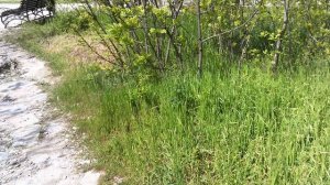 DSCF0006Емануелевский парк,парк Цветник апрель 2026