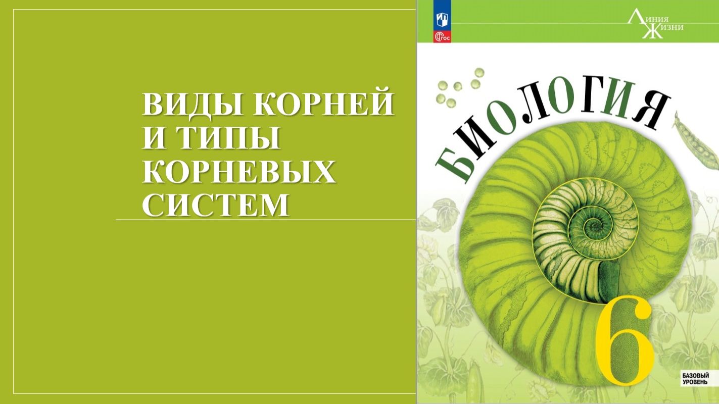 Урок 10. Виды корней и типы корневых систем