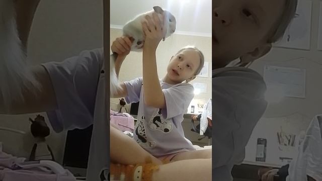 как правильно держать шиншиллу?