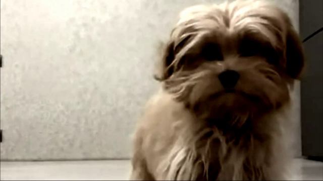 Заставка для видео Маленькая собачка № 547