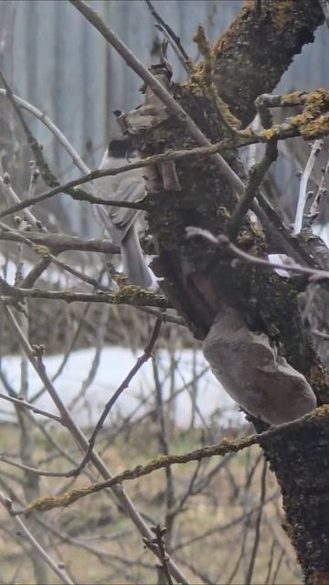 Птицы #Птицы #птица #весна