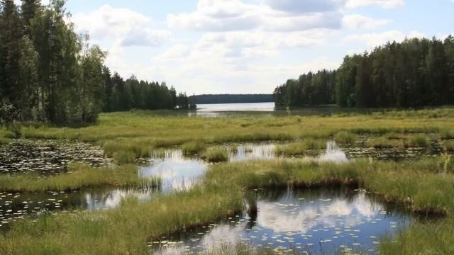 Придя на лесное озеро за уловом зечка случайно нашла пропавший самолет олигарха. А когда заглянула