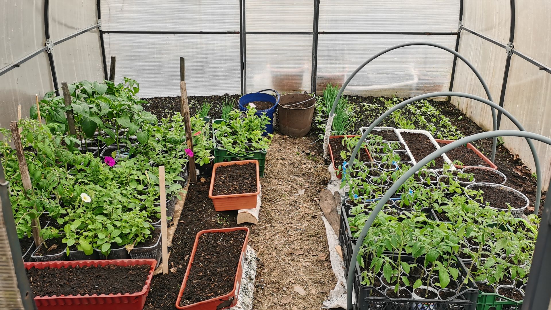 Обзор рассады на 29 апреля все для большого огорода в деревне!