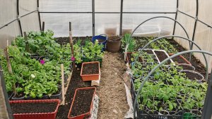 Обзор рассады на 29 апреля все для большого огорода в деревне!