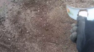 В моём парнике фитофторы не бывает! ❤️Выполнить три приёма!💥💕🌹