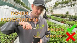 Поздняя обрезка метельчатой гортензии: как не погубить саженец, если он уже позеленел.