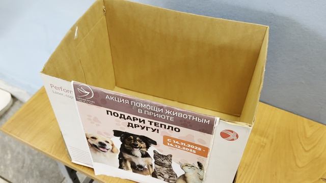 Бездомные животные