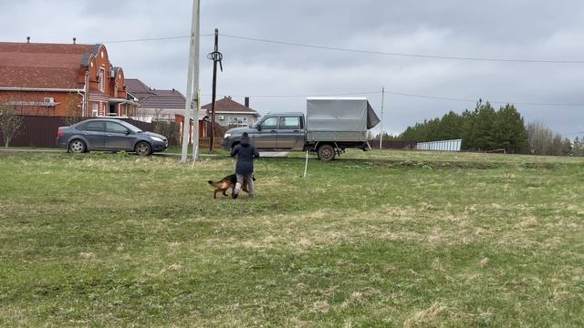 3.  выраженоперв ANTENOR HOF PLINELIYA Antenor Hof Tinnes  Antenor Hof Britanika