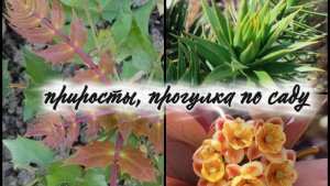 Весенние приросты вечнозелёных растений, цветы