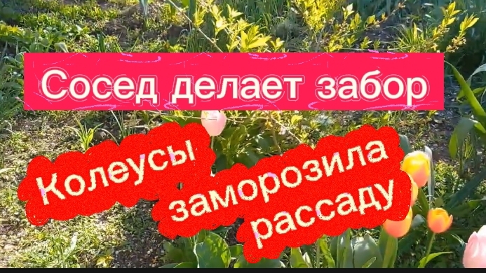 Сосед делает забор. Заморозила рассаду. Колеусы