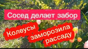 Сосед делает забор. Заморозила рассаду. Колеусы