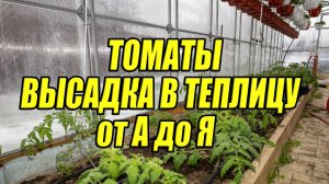 НЕ ВЫСАЖИВАЙТЕ ТОМАТНУЮ РАССАДУ В ТЕПЛИЦУ, ПОКА НЕ УВИДИТЕ ЭТО! Секреты Подмосковья 2026 (от А до Я)