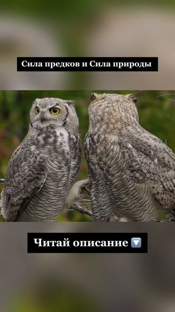 Сила предков и сила природы