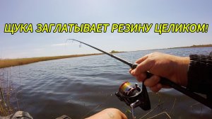 Опять щука берёт на резину!