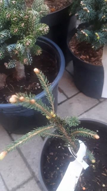 ❤🌲Ель редкая Хани Бан
✔Продажа растений в макс и телеграм канале: Https://t.me/love_is_hvoiny_dvorik