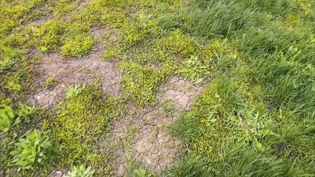 Очередное пополнение в саду