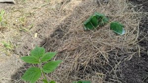 Дела огородные, 29.04.2026