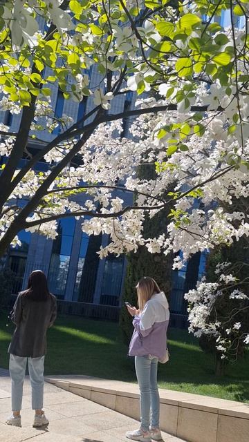 Весна полна Красоты! Дёрен!