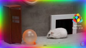 Приключения хомячка в игровом мире! 18