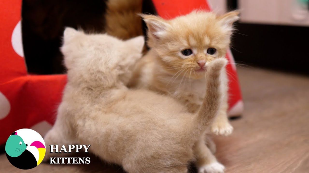 Мама заботливо ухаживает за милыми котятами, кормит их, играет и оберегает от опасностей.