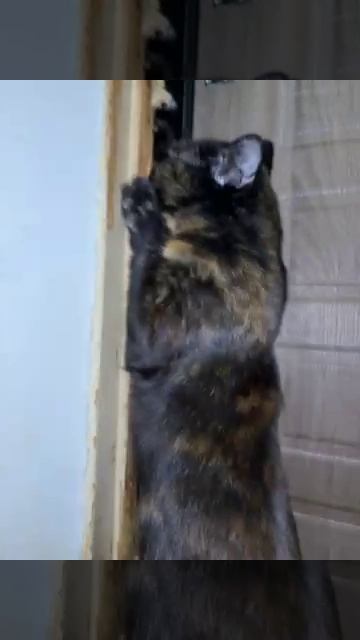 Моя собака и я