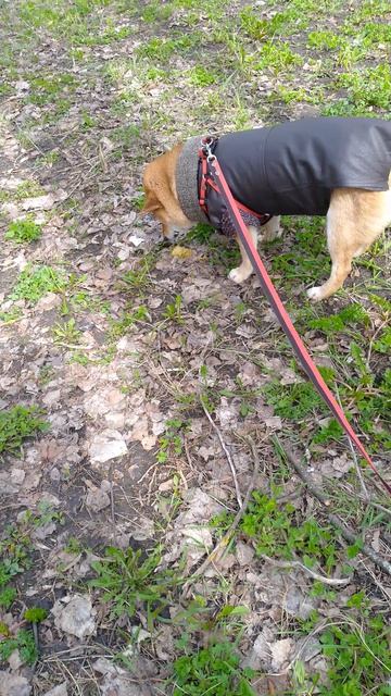 собака улыбака сиба приколы - сама себя лечит