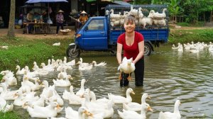 Хуонг наловила 40 уток, отправляются на деревенский рынок. Продажа и покупка утят для выращивания.