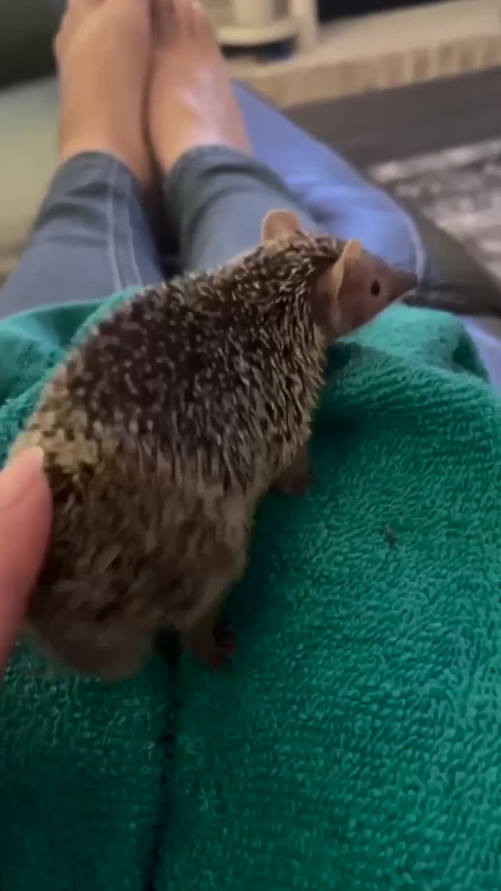 #животные #видео #Милые