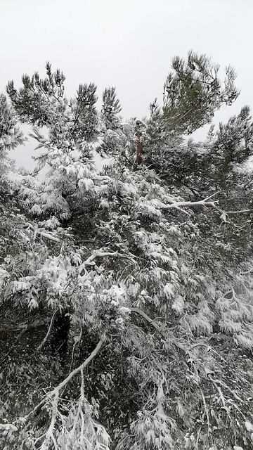 Дивноморское. Зимний лес.